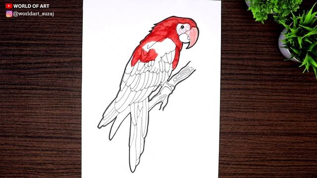 How to draw a Macaw - Drawing Colorful Parrot tutorial смотреть онлайн