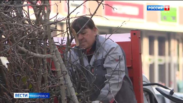 Спасение от зелёных «гигантов»: в Хабаровске начался сезон санитарного ухода за деревьями города смотреть онлайн