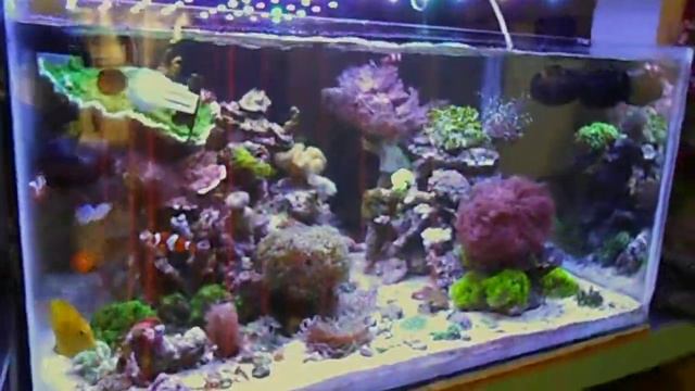 Reef Tank 300lts. смотреть онлайн