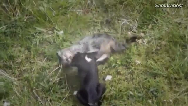 Драка котов. Бои с кошками смотреть онлайн