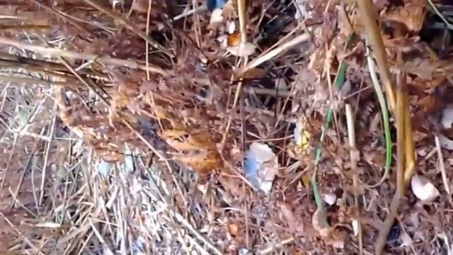 Грибы октябрь 2020 Днепр Белые грибы Подосиновики Днепропетровская область Украиина Осень смотреть онлайн