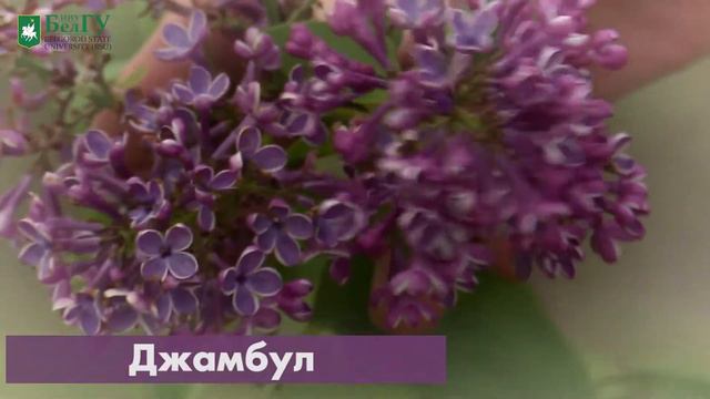 Сирингарий НИУ «БелГУ» смотреть онлайн