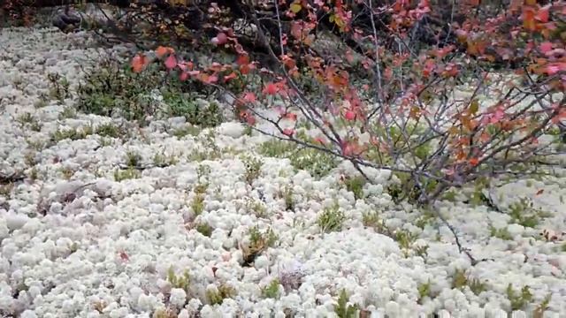 Якутия. "Самолазы".Ягель. смотреть онлайн