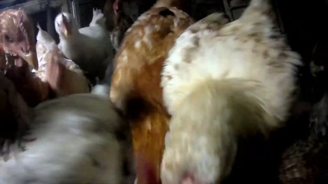 Интересные факты о курах. Куры. смотреть онлайн