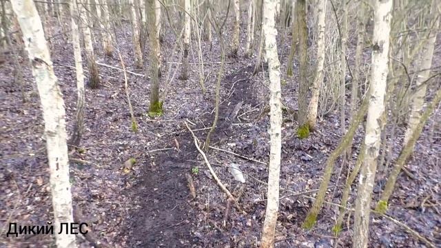 Второй раз за рогами на подкормочные места смотреть онлайн