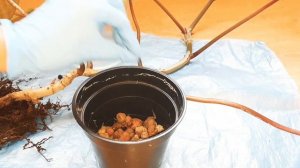 ФИЛОДЕНДРОН ?ПЕРЕСАДКА после покупки. #комнатные_цветы #филодендрон