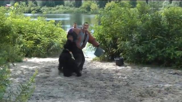 Black russian terrier Ametist смотреть онлайн