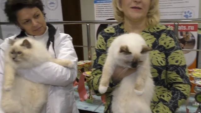Сколько стоит Священная бирма в разных системах. смотреть онлайн