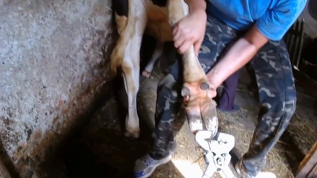 Обрезка копыт в селе.Трудности фиксации. Trimming hooves in the village. fixation difficulties. смотреть онлайн