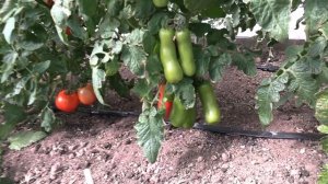 Томат Весёлый гном (Королевский сад Ильи Королева)