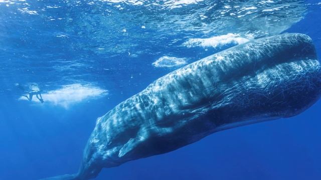 Кит и кашалот. Их отличия. смотреть онлайн