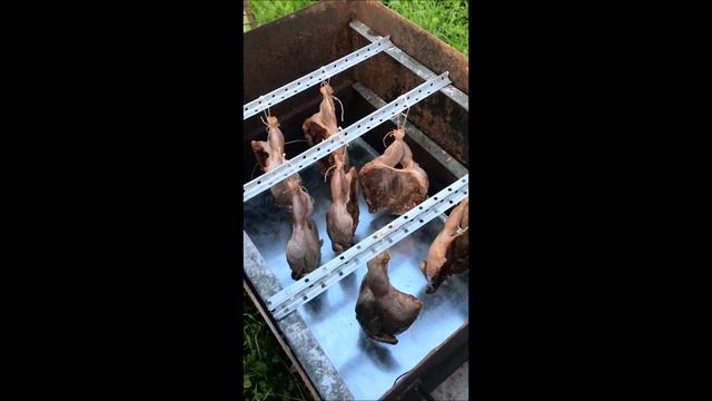 Коптим перепелов смотреть онлайн