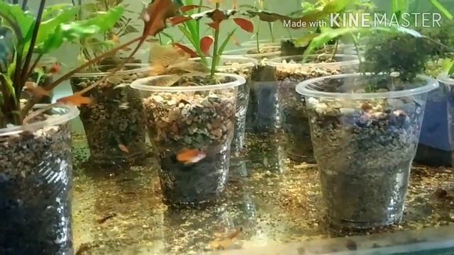 Меченосцы на нерест. Как определить что самка готова к нересту.? смотреть онлайн