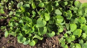 Душистая фиалка (Царь)? Размножение и уход! Секреты выращивания ?