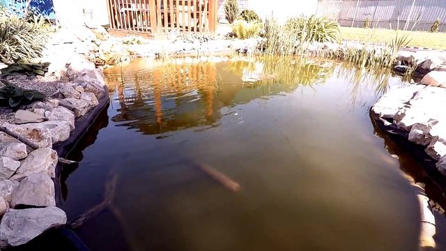 Ловим Жука плавунца / Нерест / Листья кувшинок кубышек / Растения на пруду / Аэрация (Май 2020) смотреть онлайн