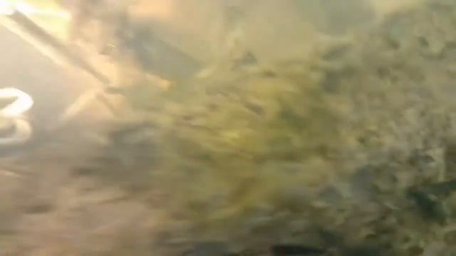 DEAF Подводная охота 31/08/2018 смотреть онлайн