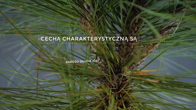 JOPPI - sosna Jeffreya (Pinus jeffreyi 'Joppi') - sosna z długimi igłami смотреть онлайн