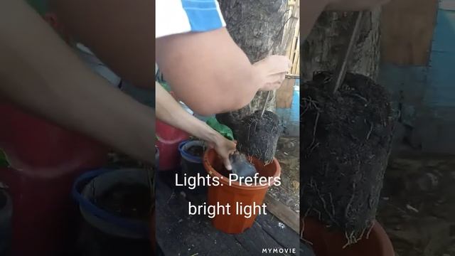 Croton Petra // Repotting 101 (part 2) смотреть онлайн