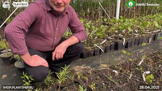 ПИТОМНИК KONIECZKO 28.04.21 смотреть онлайн