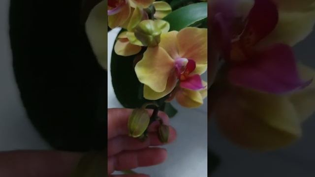 Orkidea phalaenopsis Grazia смотреть онлайн