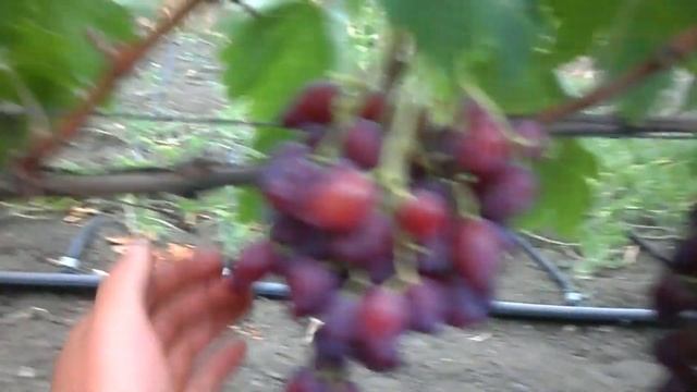 Виноград Дубовский розовый 2019 (Панченко) смотреть онлайн