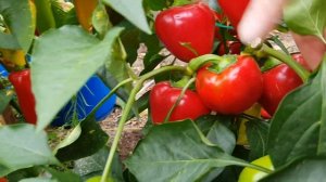 Перец Гогошары - вы ли это!? 21.08.22 Явно где-то прородительница погуляла на стороне или это я ? !