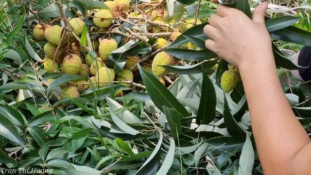 Complete The Kitchen - Harvesting Litchi Fruit Go To The Market Sell | Tran Thi Huong