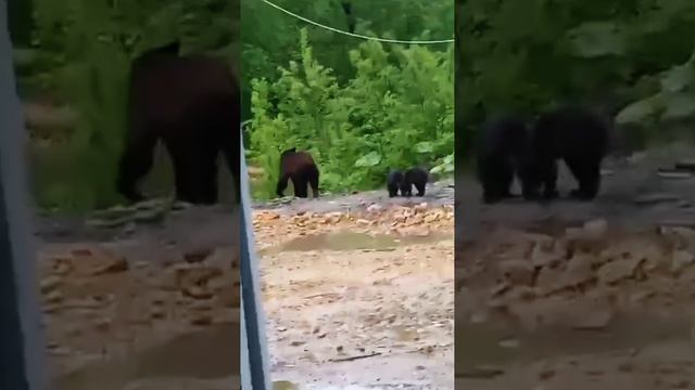 Медведица с медвежатами #медведь #медвежата смотреть онлайн
