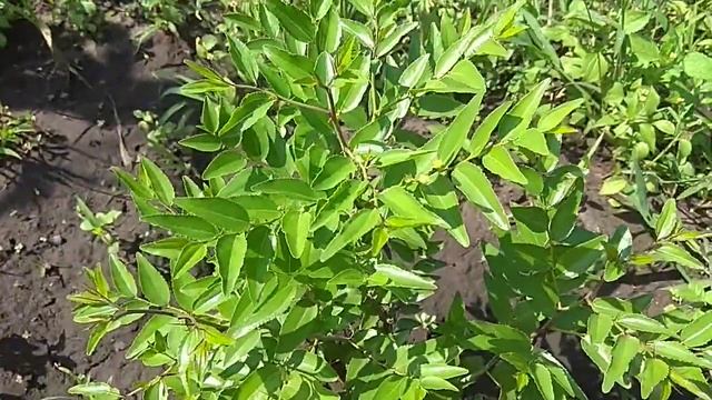 Приготовим вместе