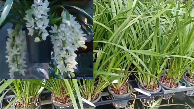 CYMBIDIYUM ORCHIDS SALE смотреть онлайн