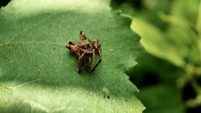 В поисках пауков. Снял редкие кадры смотреть онлайн