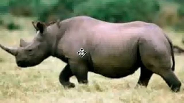 Интересные факты о носороге смотреть онлайн