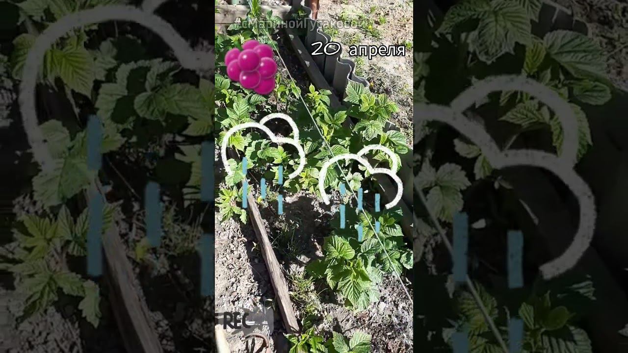 Обязательная ОБРАБОТКА МАЛИНЫ весной для хорошего урожая ✔ Не пропустите ✔ смотреть онлайн