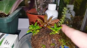 30 литровый аквариум спустя почти 2 месяца, уход за аквариумом, стрижка растений и мха