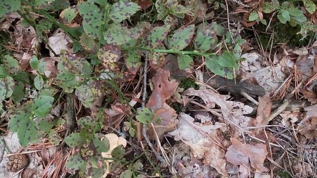 С корабля на грибной бал. смотреть онлайн