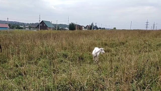 Выпасаем по влажной траве//Можно ли так делать??? смотреть онлайн