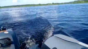 Ямаха 2,5 4 такта - Риф 325 НД.