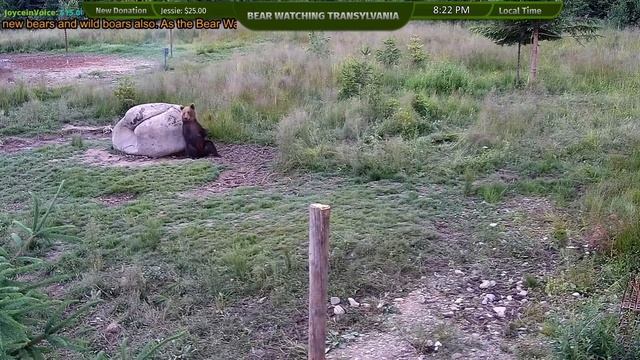 Медвежьи танцы смотреть онлайн