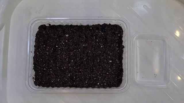 Колеус выращивание из семян. Колеус от посева до всходов. смотреть онлайн