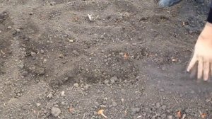 10 секретов урожайного лука. Как вырастить здоровый крупный лук