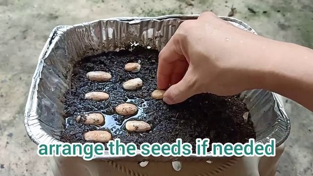 How To Grow Rambutan From Seeds | Rambutan Seedlings