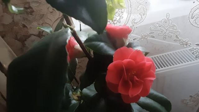 Камелия и Цимбидиум - мои новые красавицы!!! смотреть онлайн