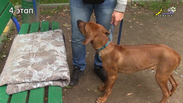 Добавление механики к кликеру при обучении собаки апортировке смотреть онлайн