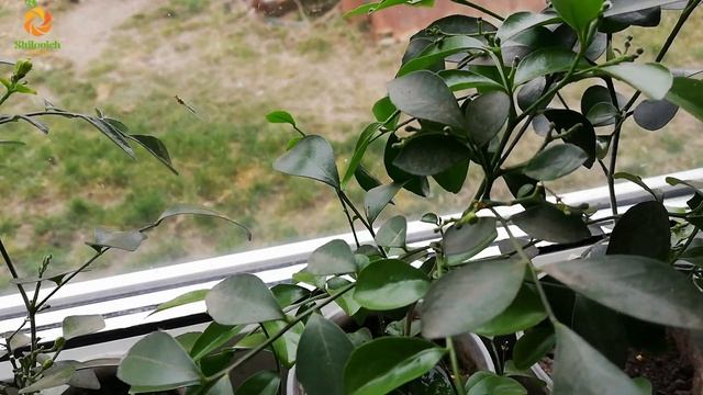 Мурайя смотреть онлайн