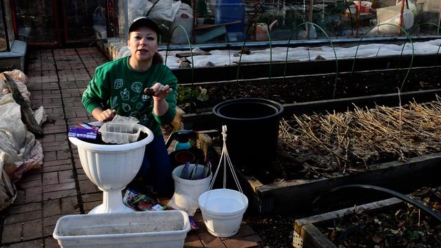 Клубневая бегония. Когда сажать бегонию? Проращивание бегонии. смотреть онлайн