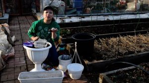 Клубневая бегония. Когда сажать бегонию? Проращивание бегонии.