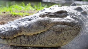 Живой звук крокодилов. Какие звуки делает крокодил.