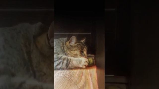Травка для релакса. Почему кошкам нравится кошачья мята?! смотреть онлайн