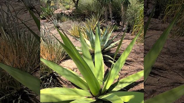 Desert Botanical Garden, Phoenix, Arizona, Agave chazaroi смотреть онлайн