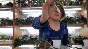 Как посадить хойю Укоренение хойи